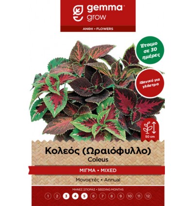 Κολεός (Ωραιόφυλλο) μίγμα 12580