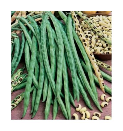 ΦΑΣΟΛΙ ΜΑΥΡΟΜΑΤΙΚΟ ΝΑΝΟ(DOLICO) 5Κg