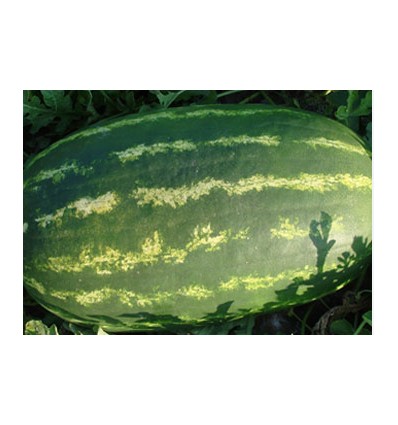 ΚΑΡΠΟΥΖΙ ROMINA F1 1000ΣΠ (ΤΥΠΟΥ ΒΑΡΕΛΑ)